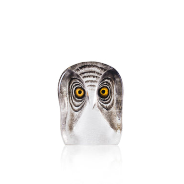 Owl, Small