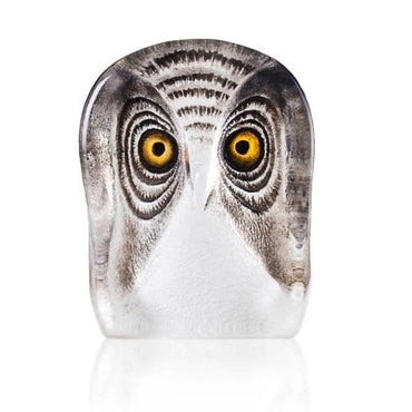 Owl, Medium