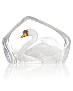 Swan